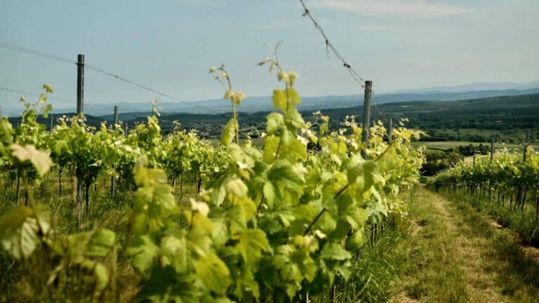 Ekologiczne Winogrona Winnica Jura